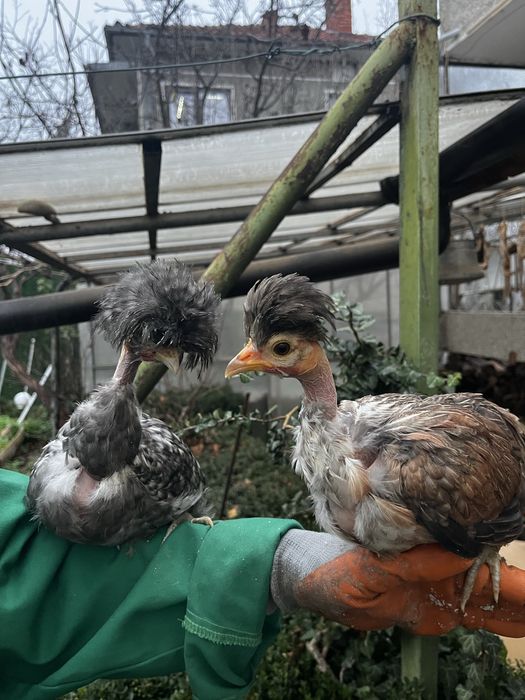 Декоративни кокошки