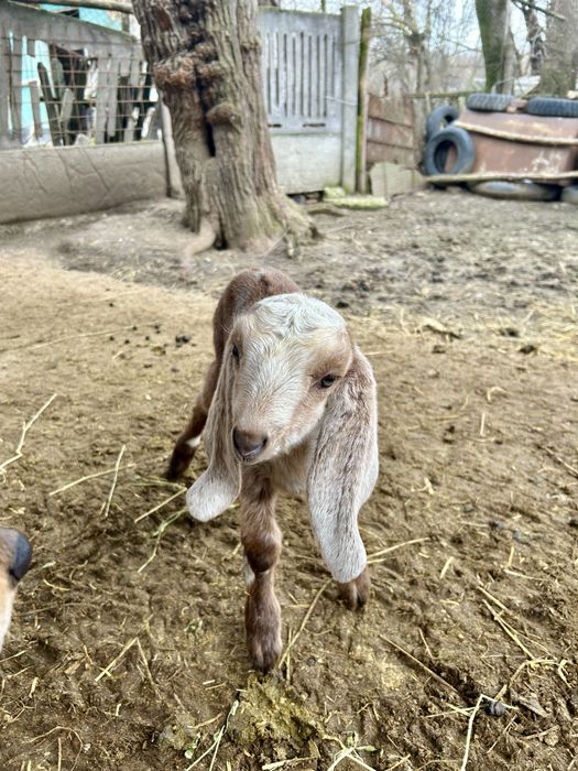 Iada rasa anglo nubiana originala