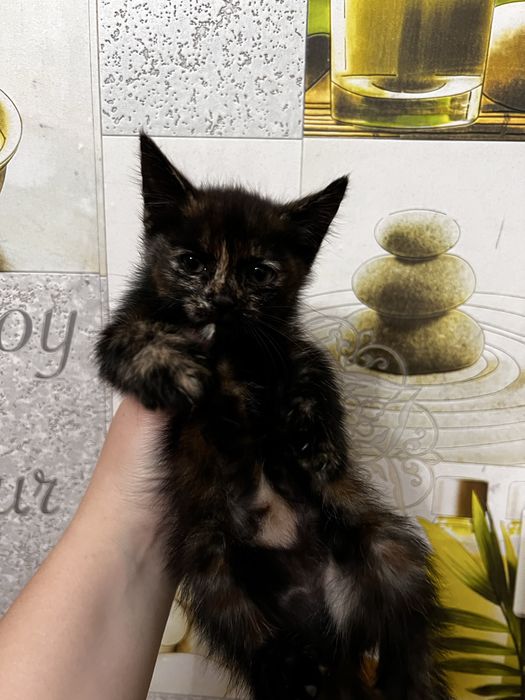 Отдам котят в добрые руки