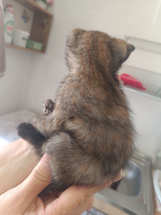 Отдам котят в хорошие руки