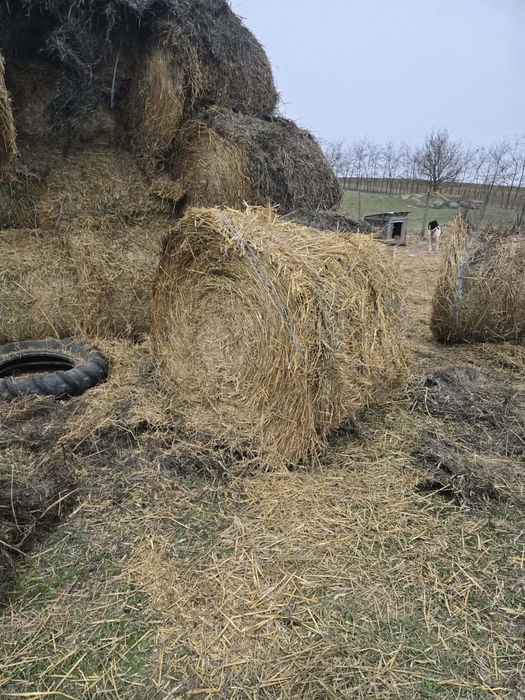 Vand baloti paie, lucerna, ciocani