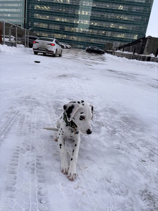 Отдам щенка Далматина