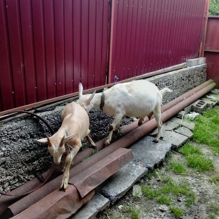 De vânzare capre!