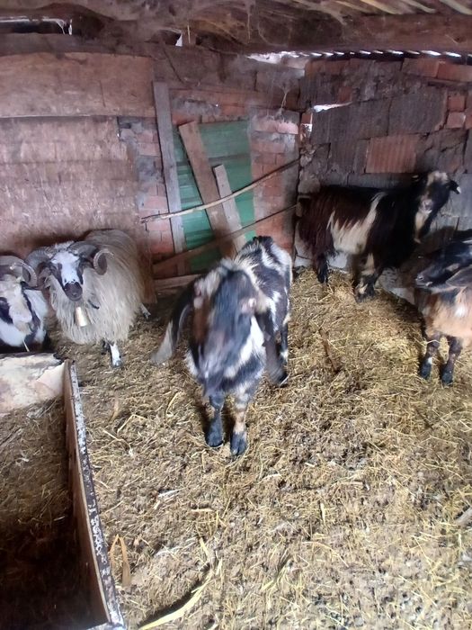 Schimb 4 țapi cu diverse