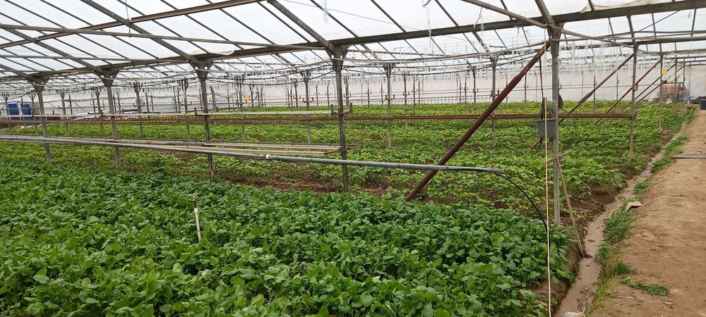 Продется бизнес тепличное хозяйство