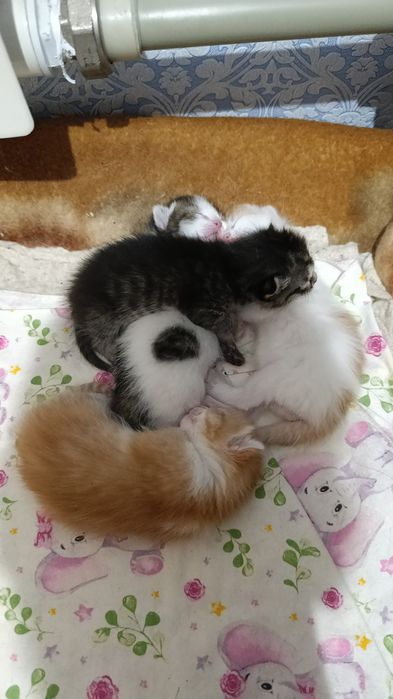 Отдам в хорошие руки котят