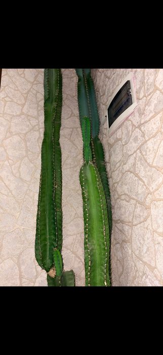 Большой комнатный кактус недорого