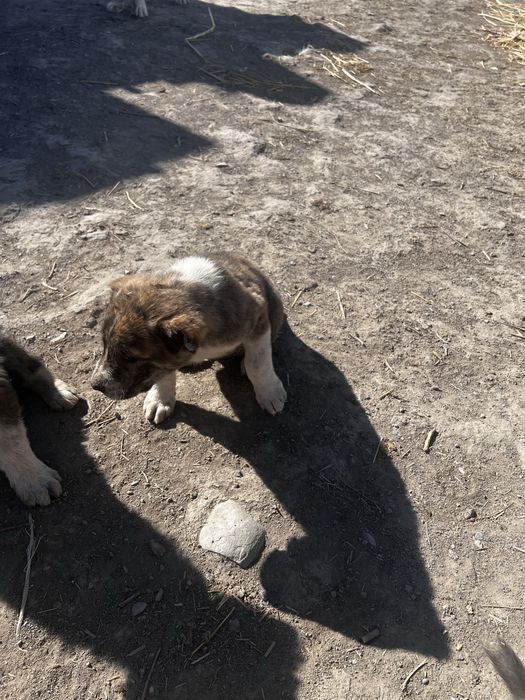 Щенки Алабай девочки, ұрғашы