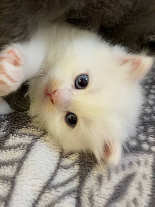 Котёнок белый фолд мальчик