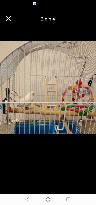 Papagal Peruș alb foarte vioi