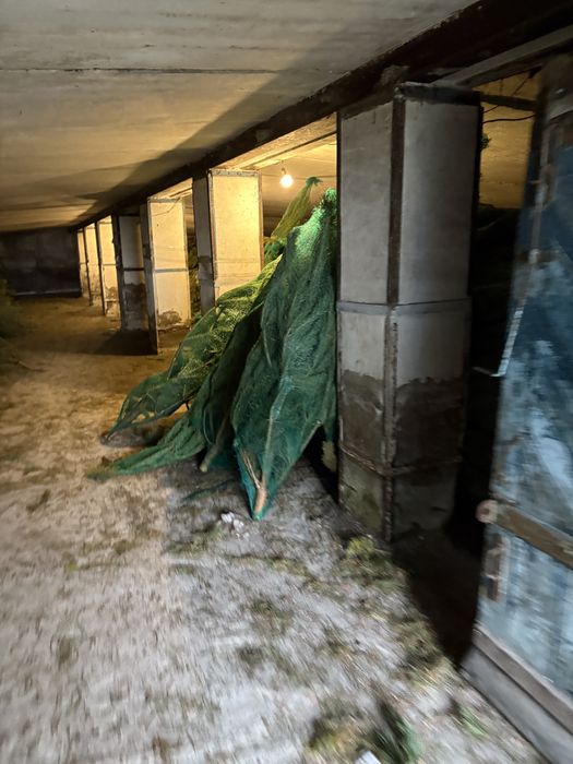 Елки оптом в петропавловске