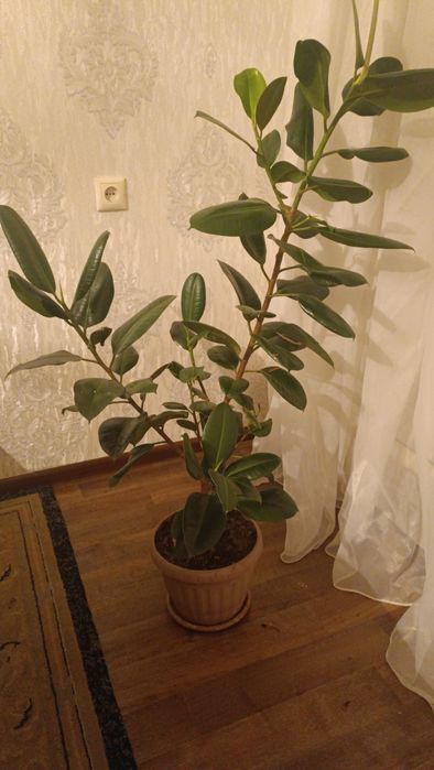 Фикус эластика 120 см