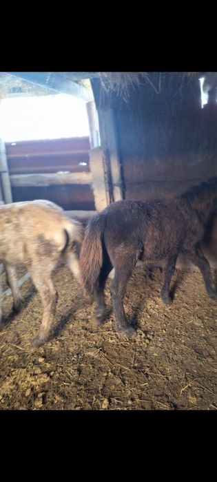 Продаются  жабағы