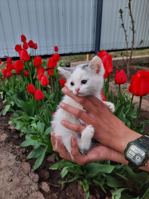 Мальчики котики ищят дом