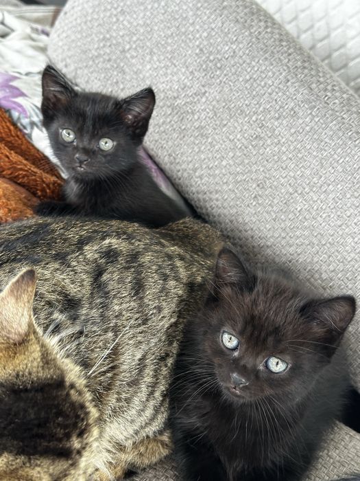 Очаровательные котята в самые добрые руки!