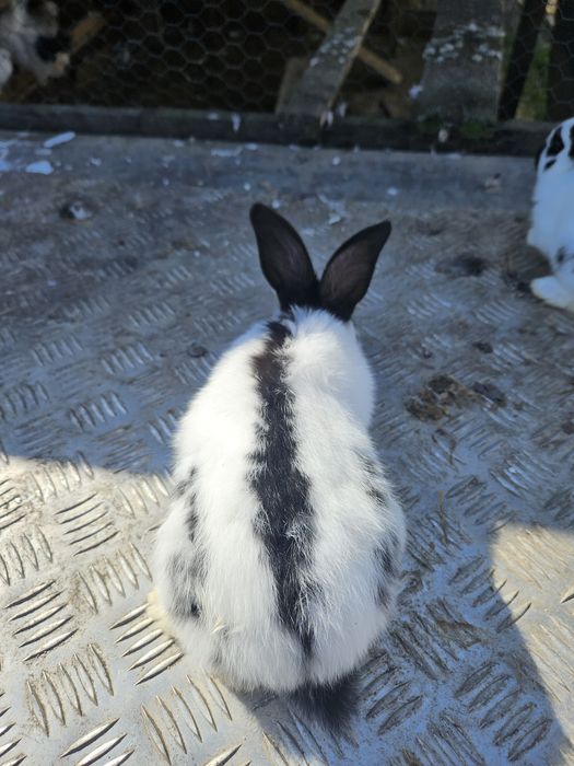 Vând iepuri fluture german