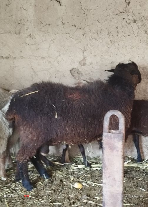 Продам барана малличика