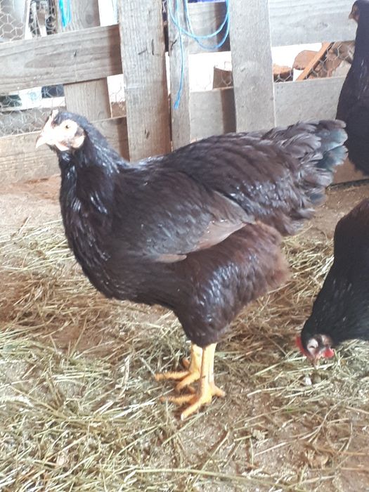 Oua pentru incubat  Rhode Island