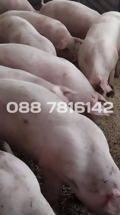 Продавам прасета