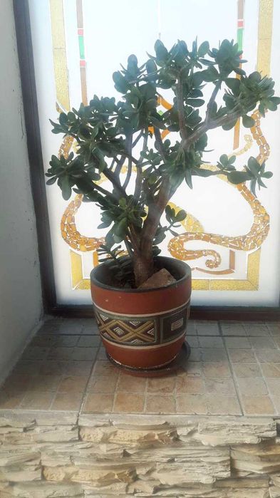 Продаются комнатные цветы