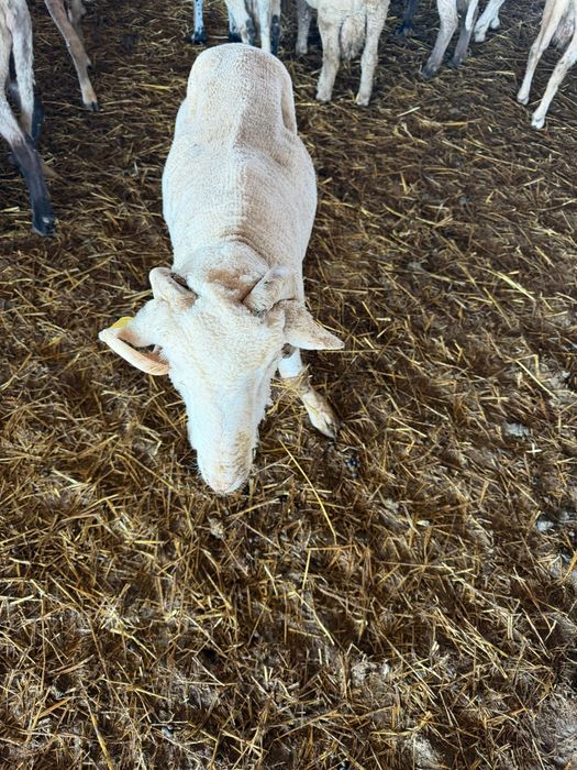 Berbecuți grași pentru tăiat