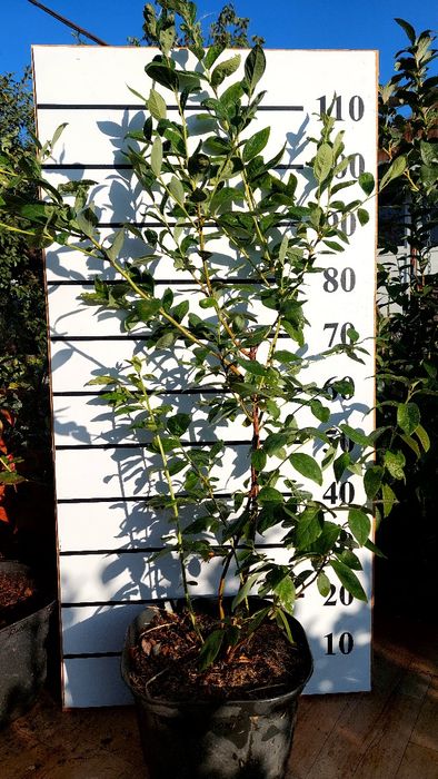 Саженцы голубики