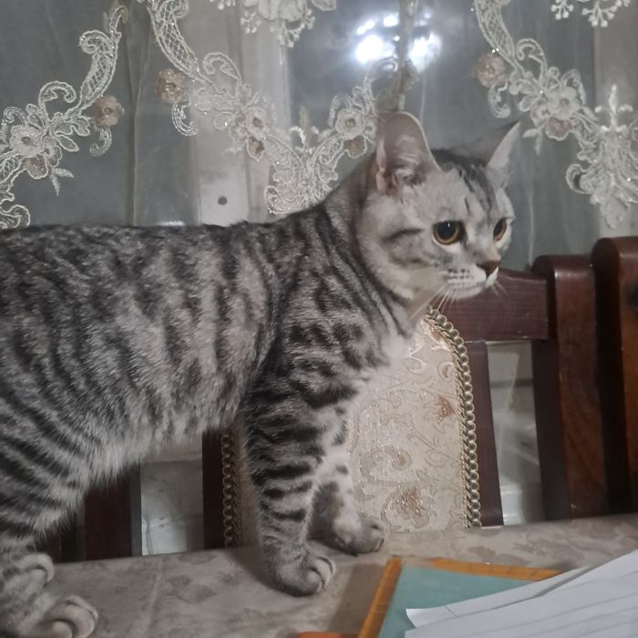 шотландская кошка