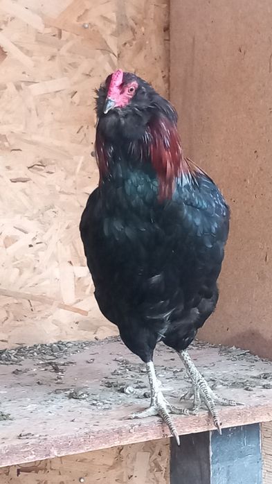 Cocoși Araucana  de vanzare