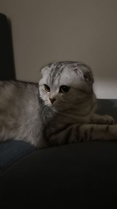 Вязка срочно вислоухая