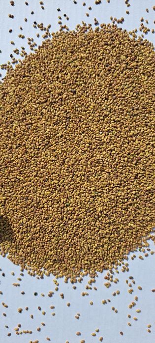 Sămânță Lucerna selectată recolta 2025