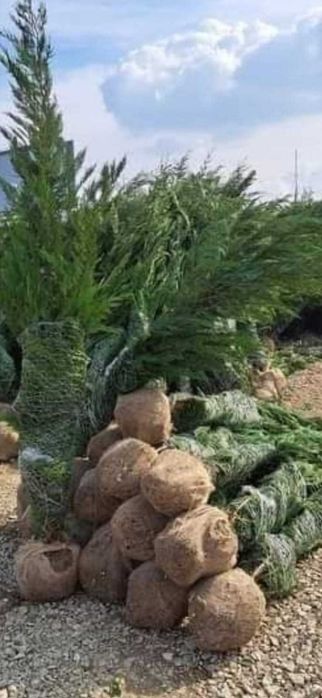 plante ornamentale