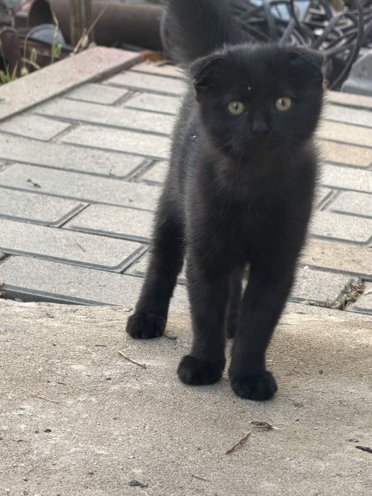 Котенок вислоухий метис