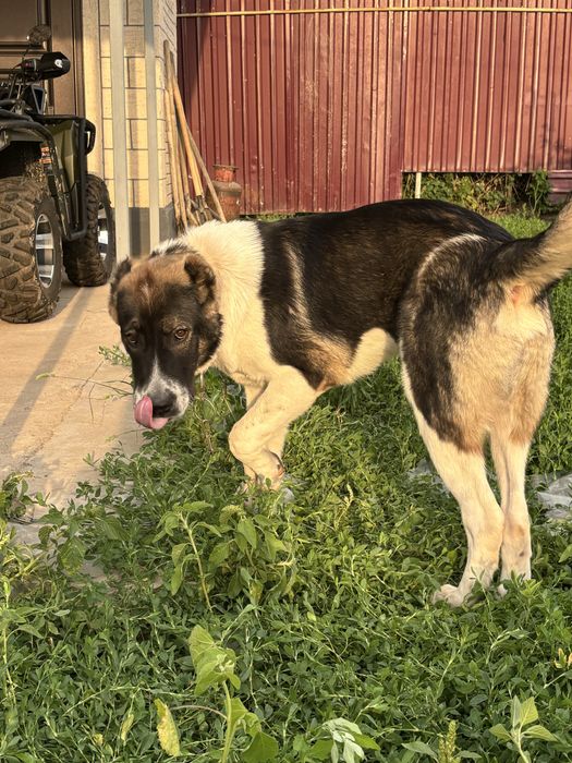 Продам алабая 6 мес