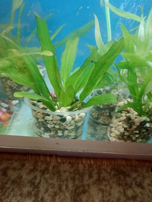 Аквариумные растения