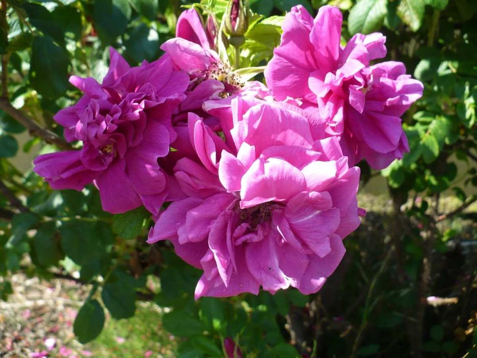 Trandafir de dulceata la ghiveci