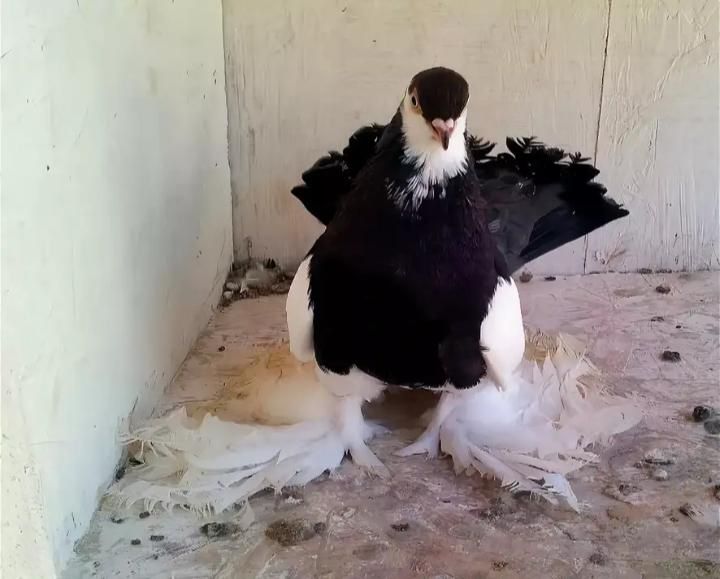 Продам голубей статных