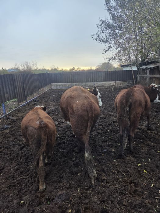 50 бас сиыр құнажын сатылады
