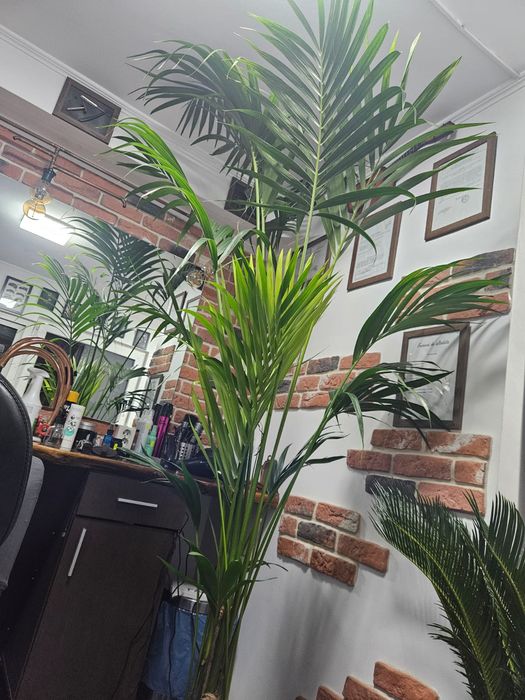 Palmier Kentia Areka .plante verzi exotice  birou
