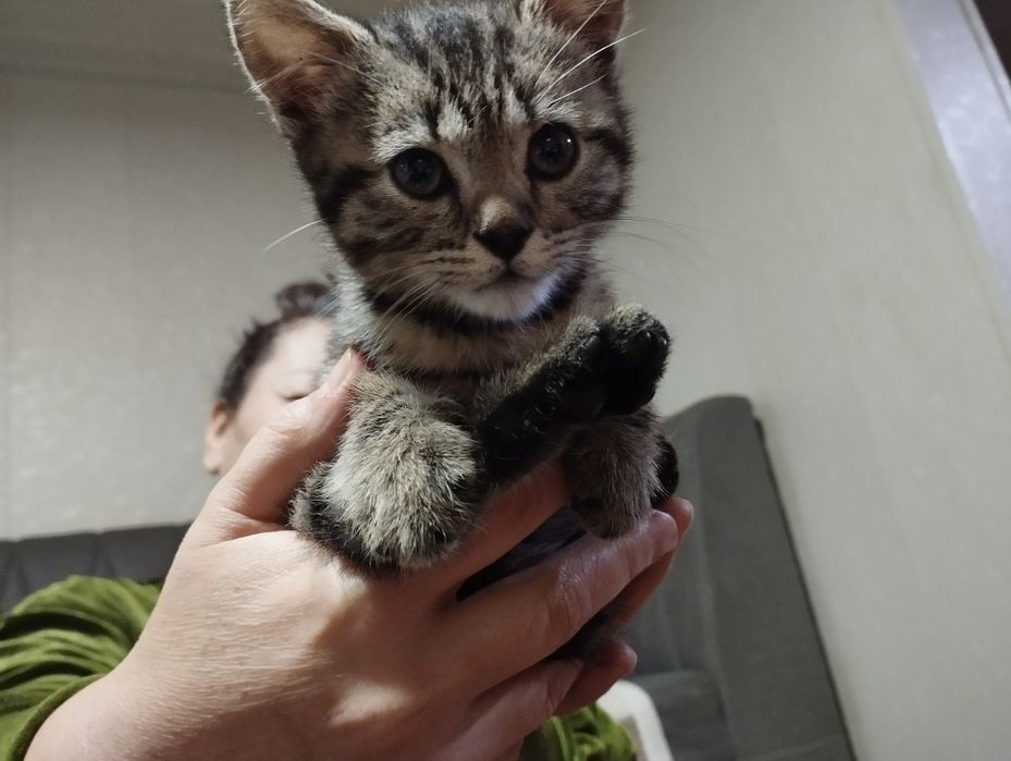 Mushuk bolasi sotiladi