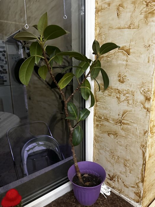 Комнатные цветы для дома офиса