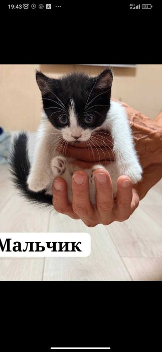Пристраиваются в добрые руки вот такие лапули.