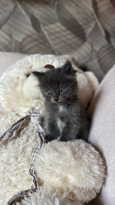 Отдам котят, мальчик и девочка !