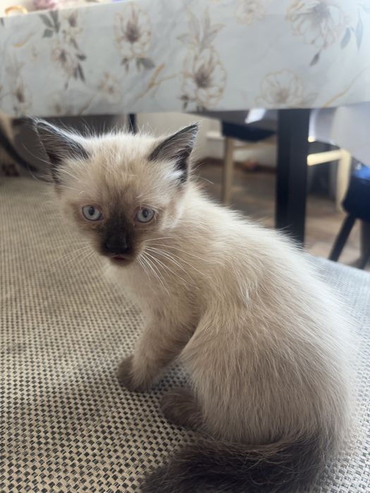 раздаем котиков бесплатно