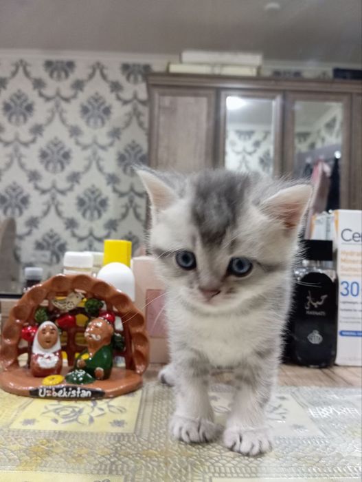 Продается котята породистые. 1,5 месячные.  Папа шеншылла. Мама скодти