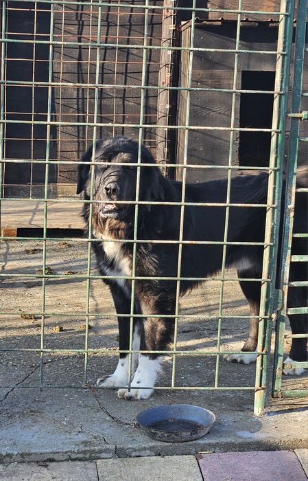 Mascul Ciobănesc corb