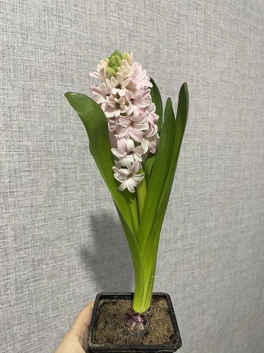 Гиацинты на 8 марта оптом