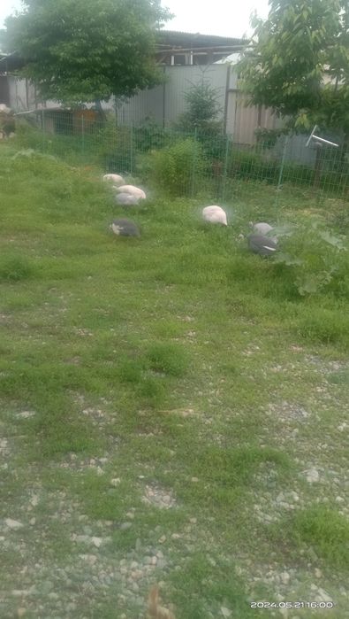 Продам инкубационное яйцо цесарки