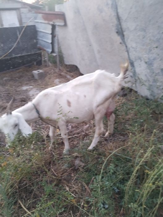 Продам коза с козлёнком и коза одну