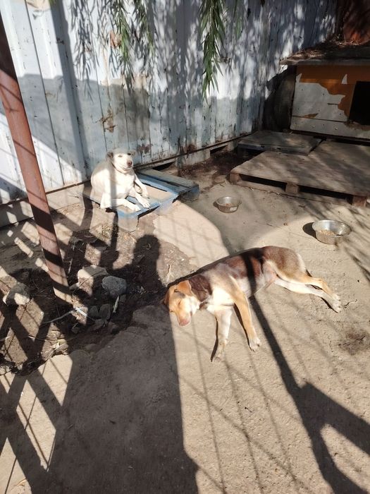 Ofer spre adoptie catei numai iubitorilor de animale,