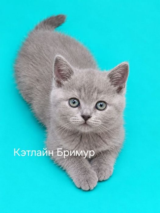 Британские котята! Питомник.